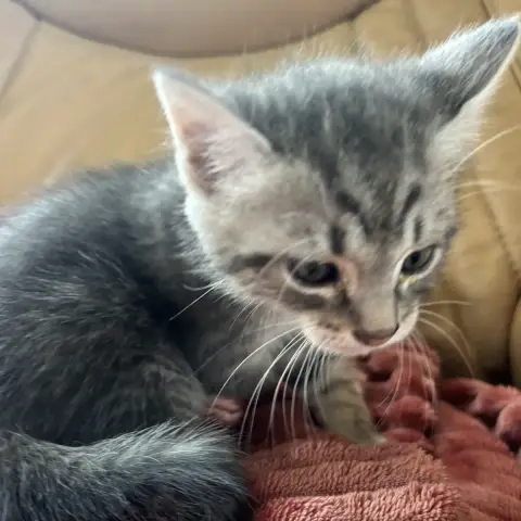 Diva