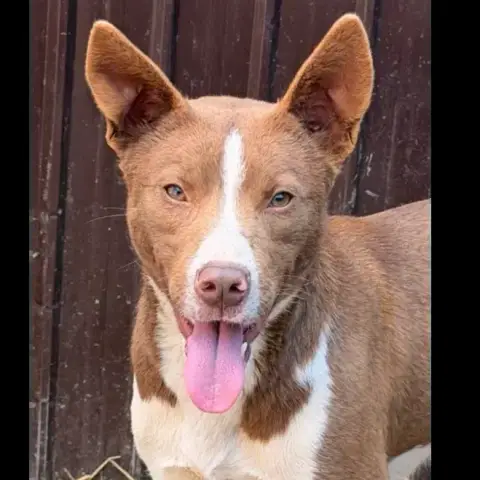 Duke