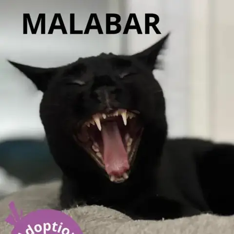 Malabar photo 2