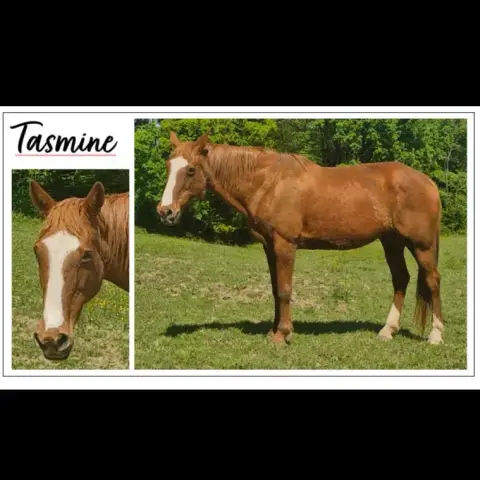 Tasmine
