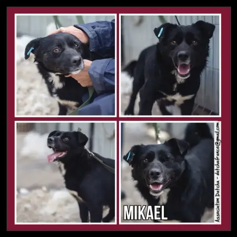 Mikael