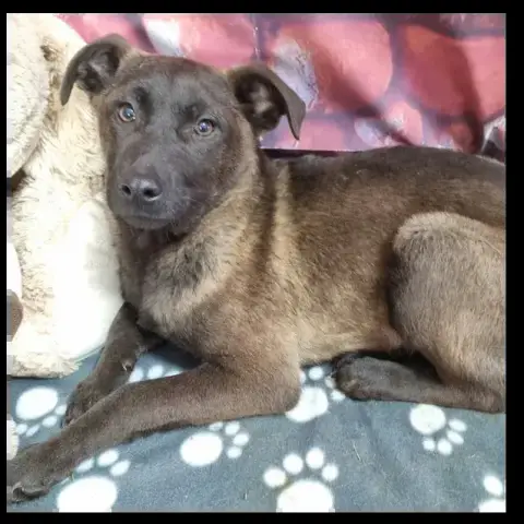 Koda
