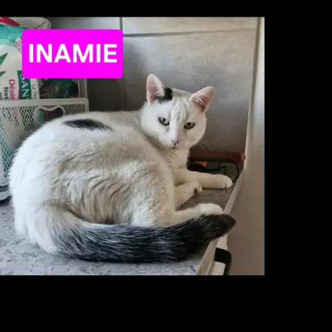 Inamie