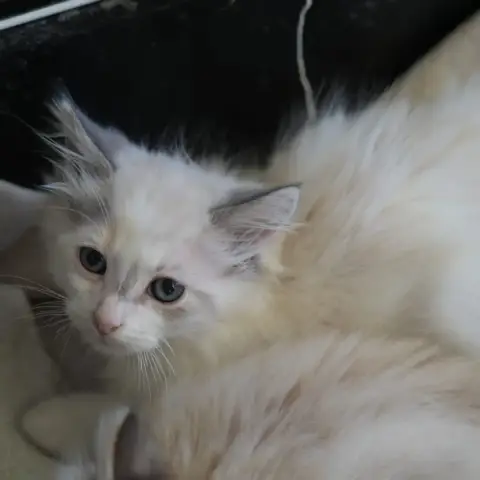 Blanche photo 3