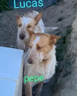 Pepe photo 2