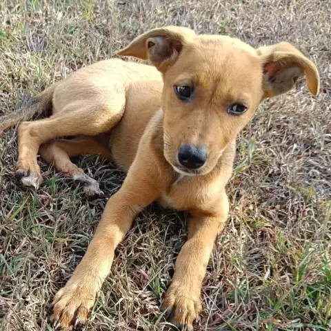 Lilou