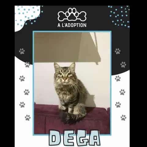 Dega