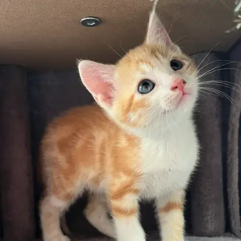 Bébé Roux