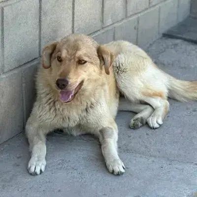 Blonda photo 2