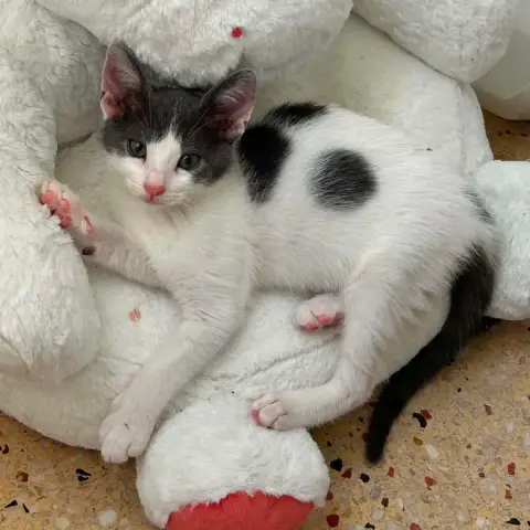 Izzy photo 2