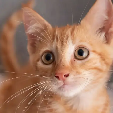 ✨️ Niro ✨️ 🐱