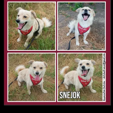 Snejok