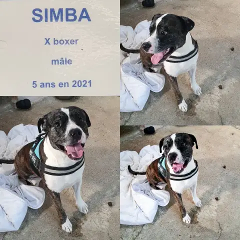 Simba