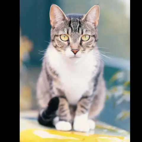 Lily