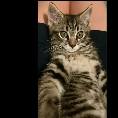 Mira