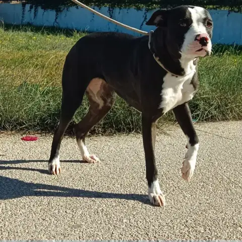 Nina