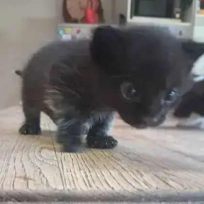 Baloo