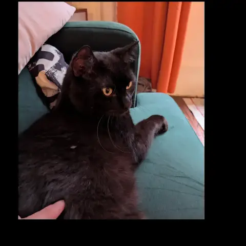 Roméo