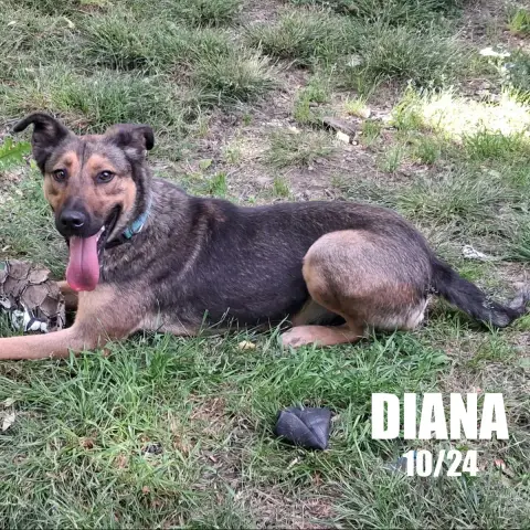 Diana photo 2