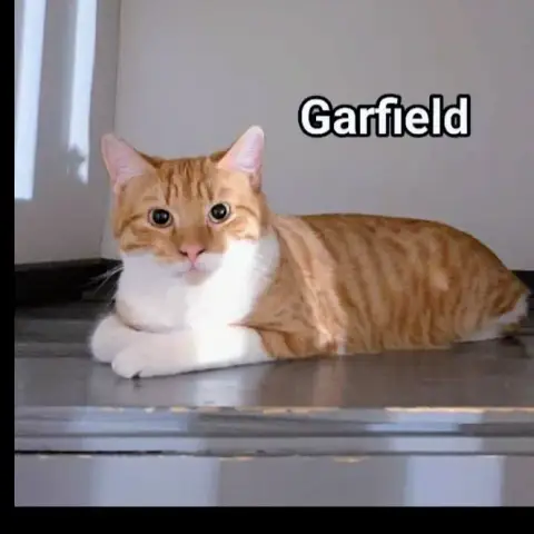 Garfield photo 2