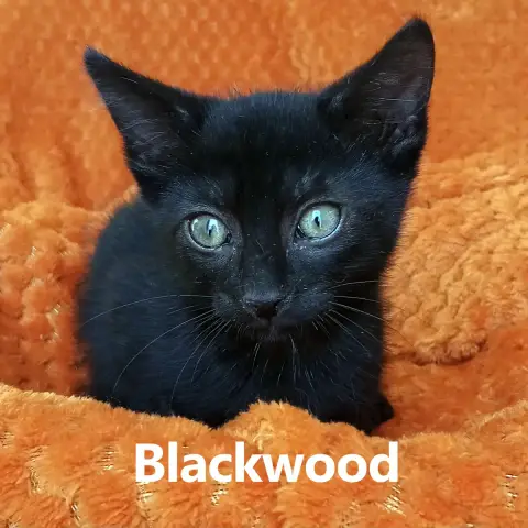 Blackwell photo 3