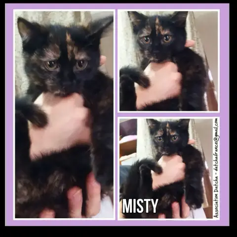 Misty