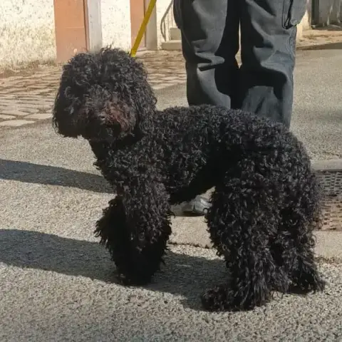 Teddy