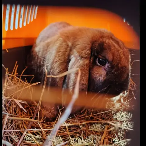 Nesquik