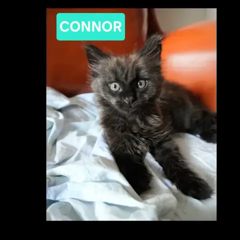 Connor