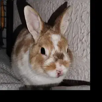 Hop