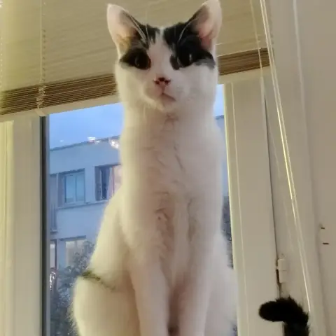 Cookie