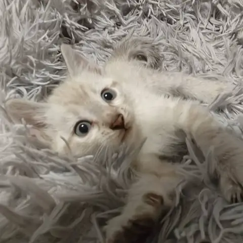 Barnabé