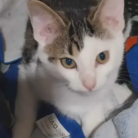 Marco