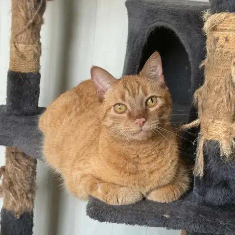 Simba photo 2