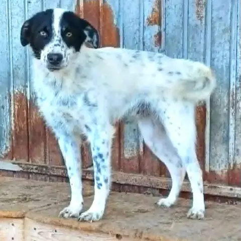 Pongo photo 2