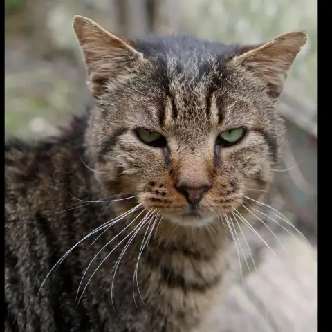 Tiger photo 3