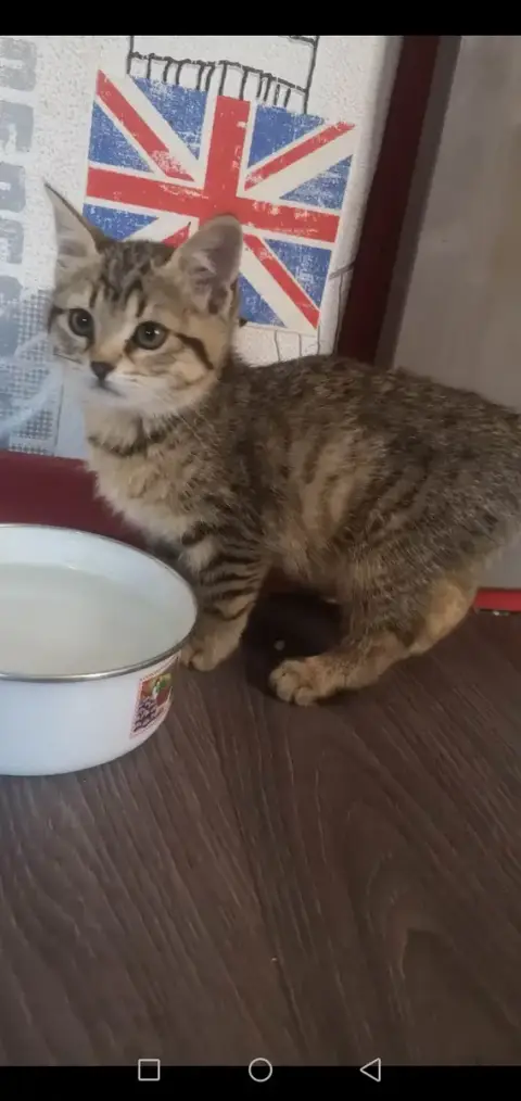 Titi