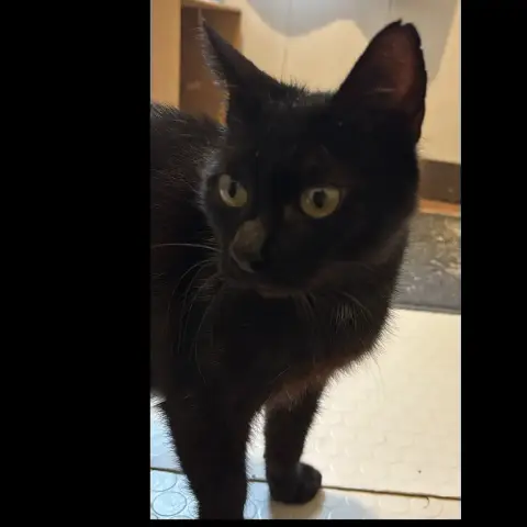 Kali photo 3