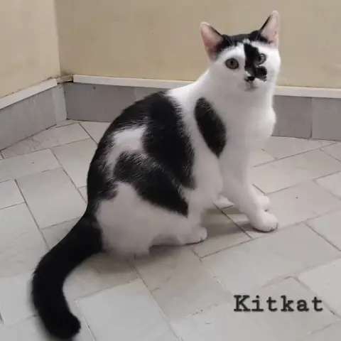 Kitkat