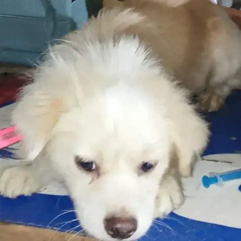 Cooper