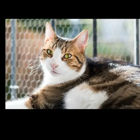 Simba photo 3