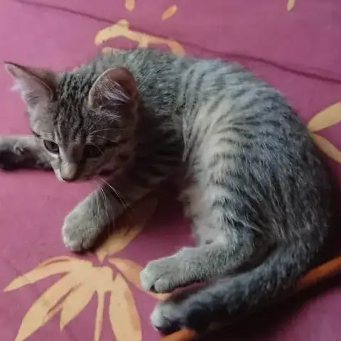 Dora