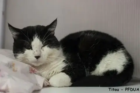 Titou