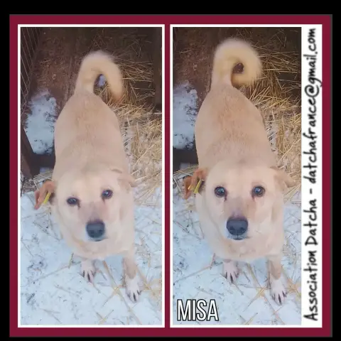 Misa