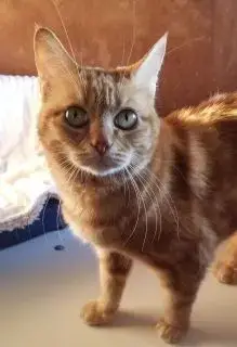 Kiki