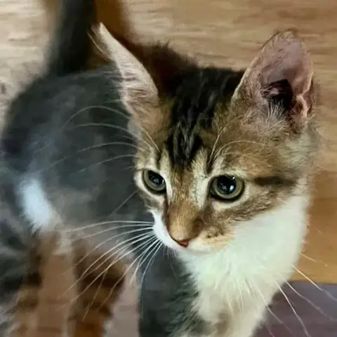 Barnabé photo 2