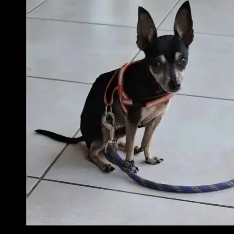 Ziggy Le Petit Pinscher photo 2