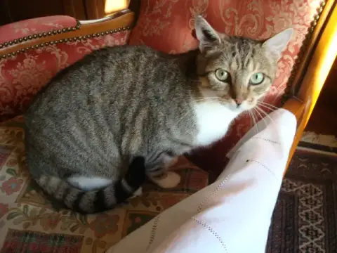 Froufrou