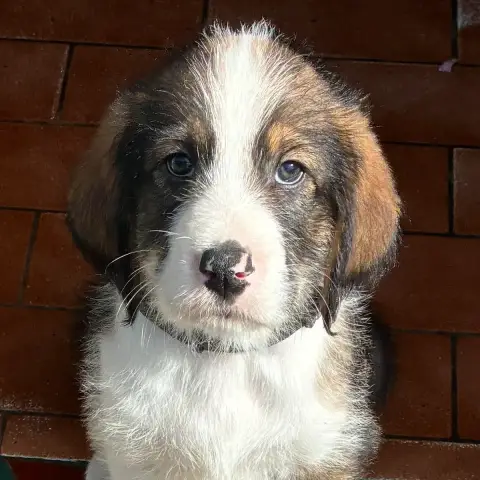 Scout