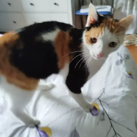 Princesse